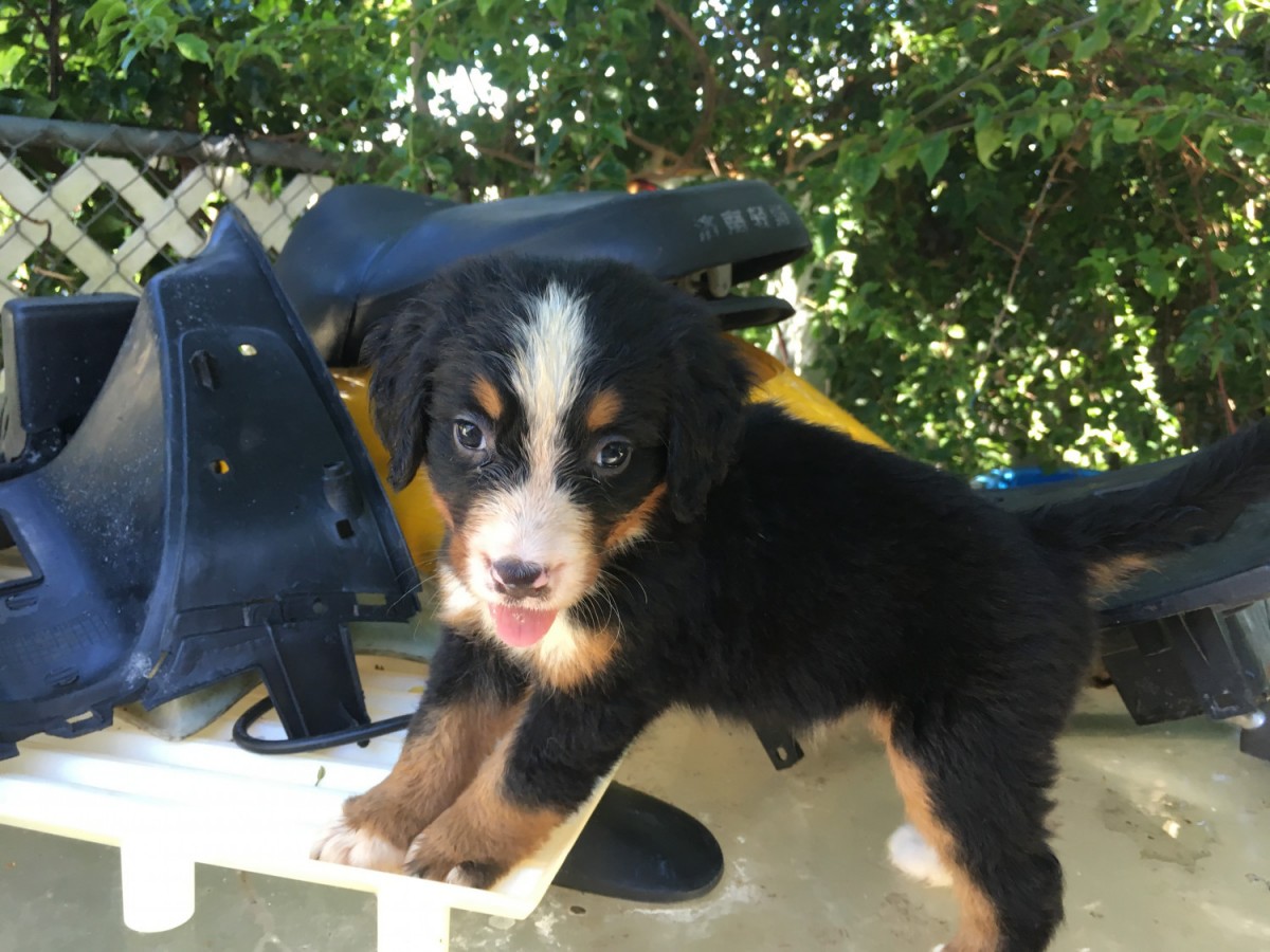 Bernese Mountain Dog For Sale in Florida (17) Petzlover