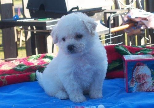 Page 2 Bichon Frise For Sale in Orange County (10)