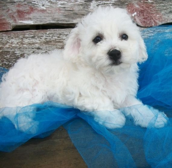 Bichon Frise Puppies For Sale Los Angeles, CA 202141