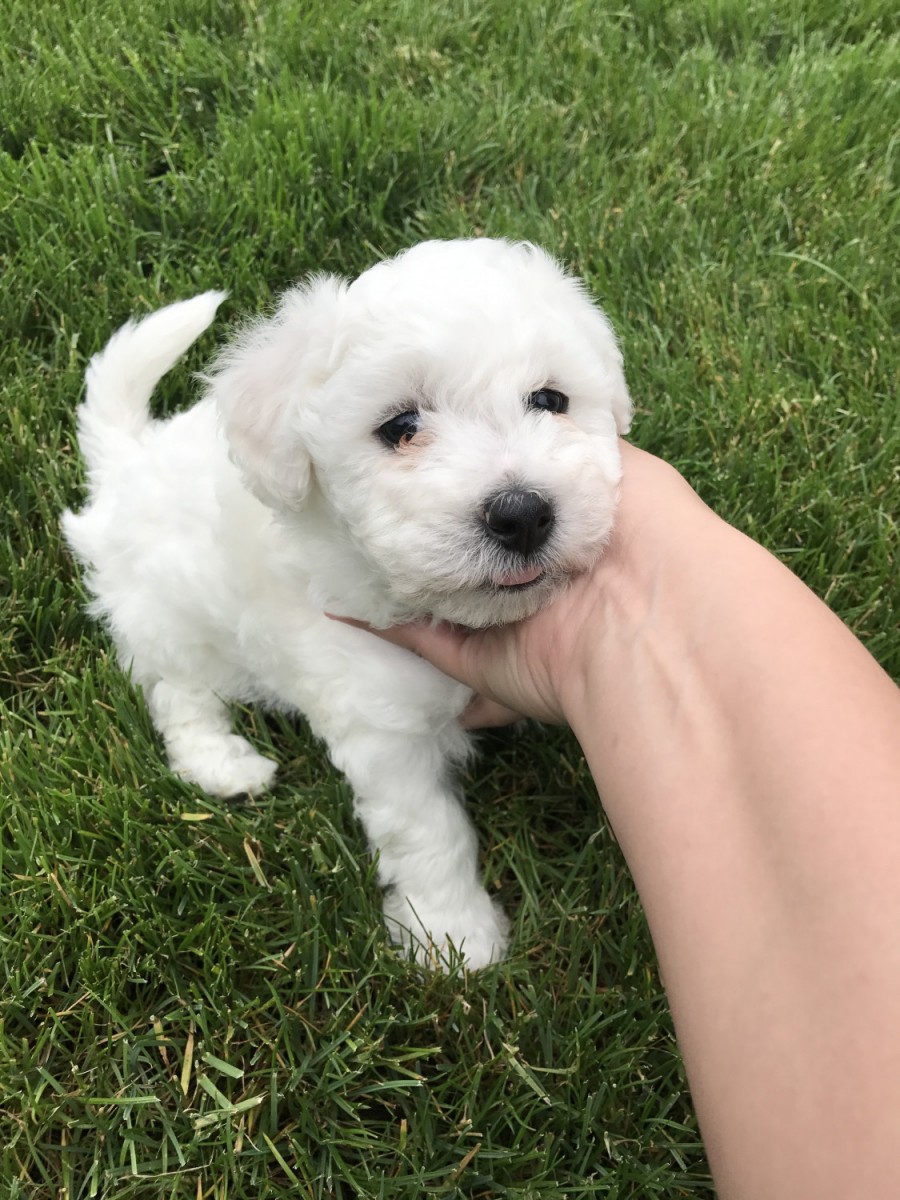 1 year old bichon frise for sale