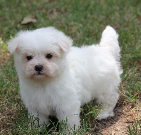 puppy for sale massachusetts