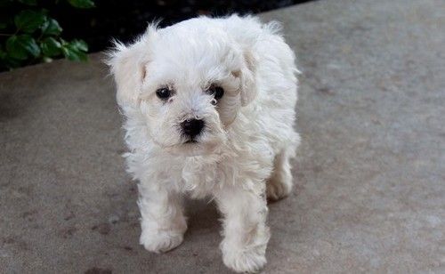 Bichon Frise Puppies For Sale Bowling Green, KY 239142