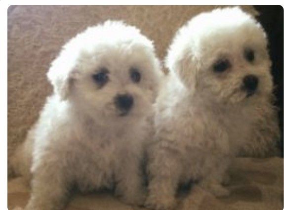 Bichon Frise Puppies For Sale Phoenix, AZ 242962