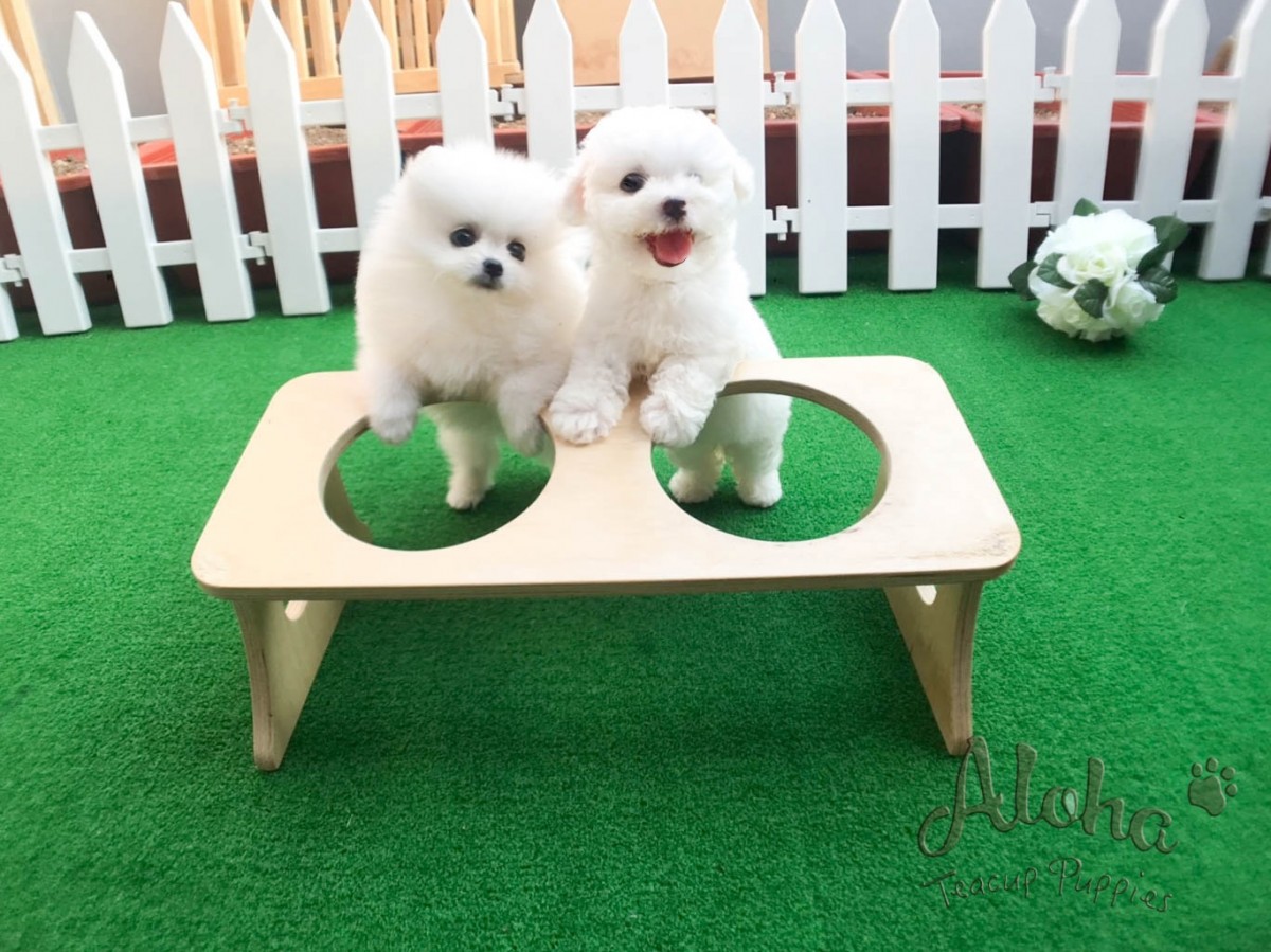 Bichon Frise Puppies For Sale New York, NY 281593
