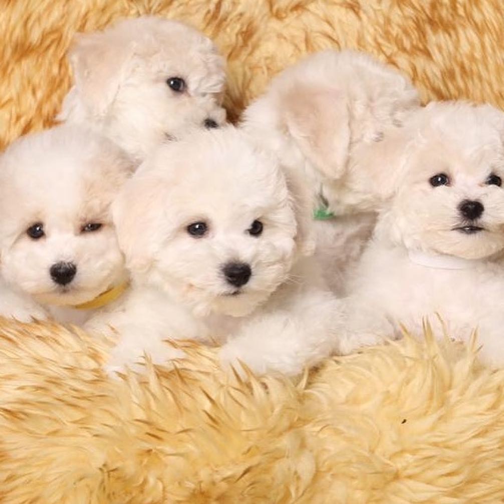Bichon Frise For Sale in Oklahoma City (5) Petzlover