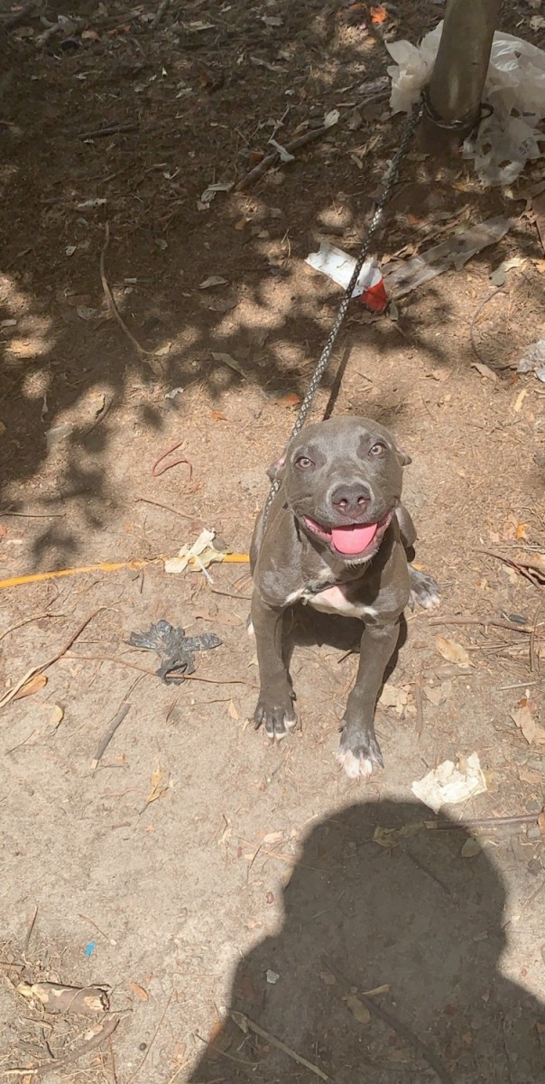 Blue Paul Terrier Puppies For Sale Valdosta Ga 332836