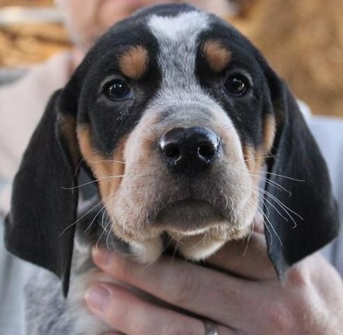 Bluetick Coonhound Puppies For Sale | Dallas, TX #122572