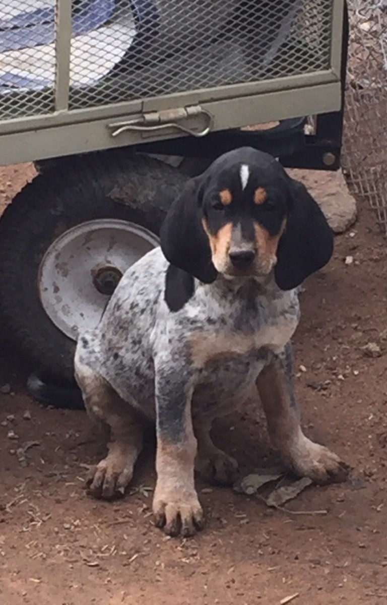 Bluetick Coonhound Puppies For Sale | Tucson, AZ #286491
