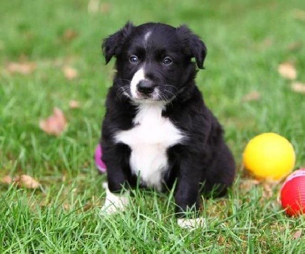 Border Collie Puppies For Sale Syracuse, NY 89555