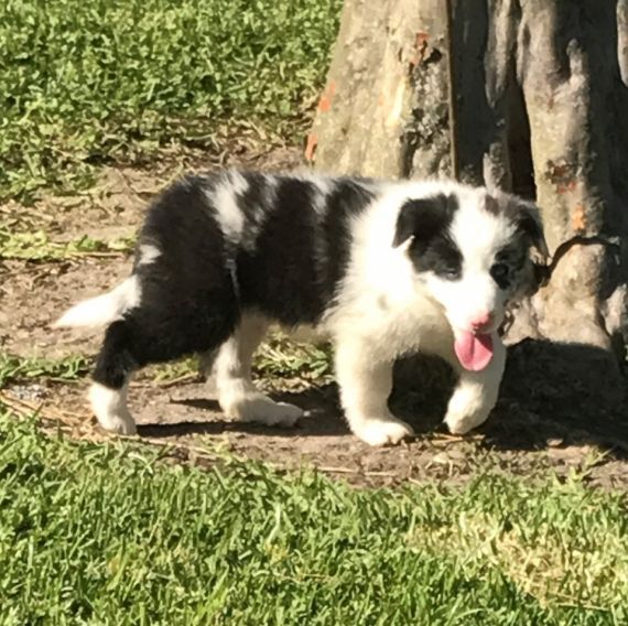 Border Collie Puppies For Sale Seattle, WA 199842