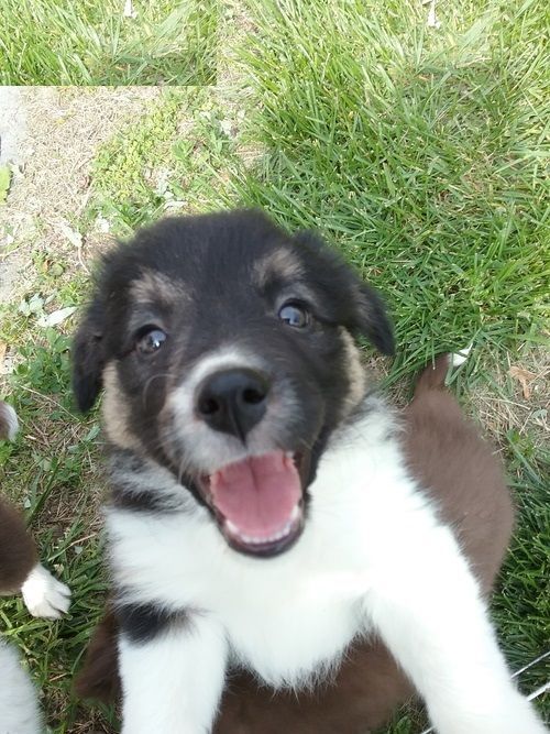 Border Collie Puppies For Sale Fresno, CA 225699