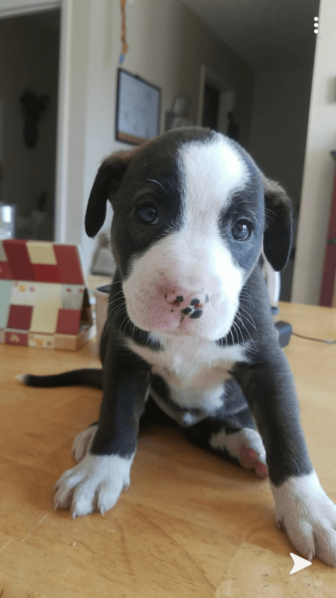 Border Collie Puppies For Sale Winchester, VA 298730