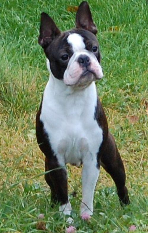 Boston Terrier For Sale in New York (138) Petzlover
