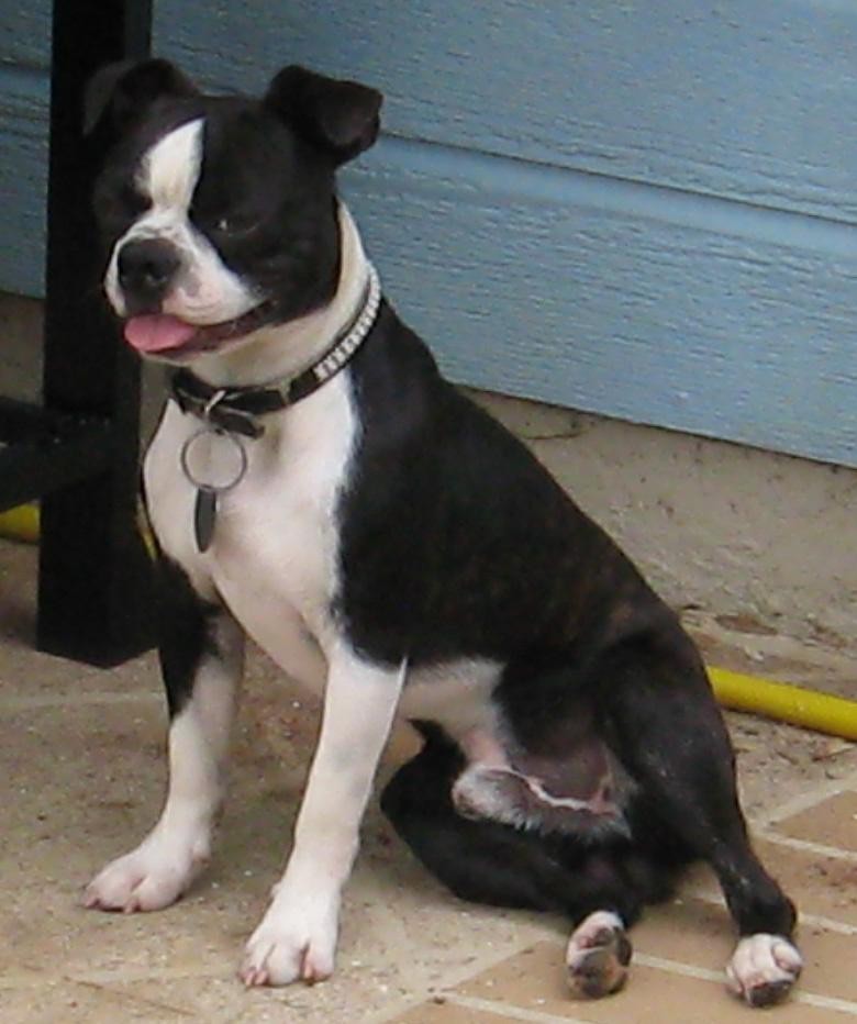 Boston Terrier Puppies For Sale Huntsville, AL 42920