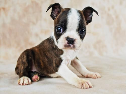 Boston Terrier Puppies For Sale Boise, ID 116663
