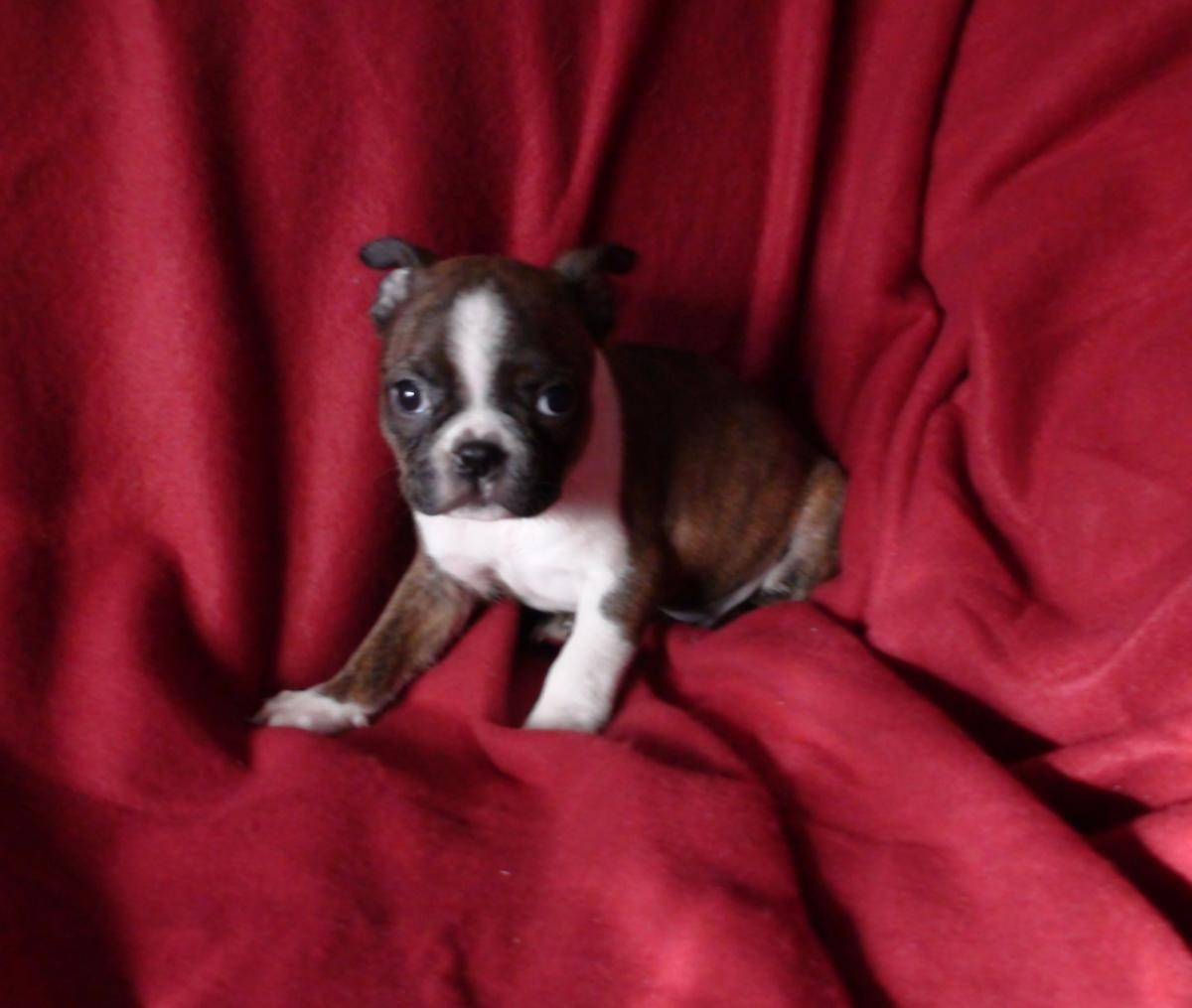 Boston Terrier Puppies For Sale Sacramento, CA 117841