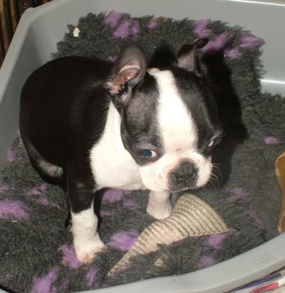 Boston Terrier Puppies For Sale Portland, OR 120328