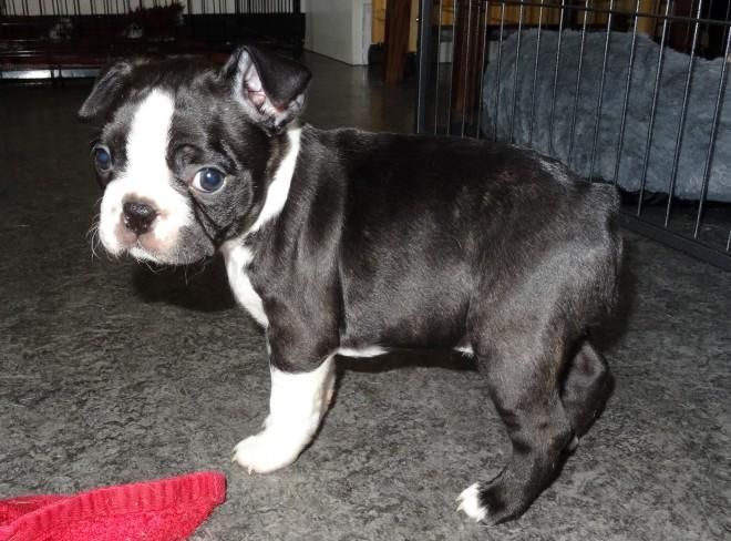 Boston Terrier Puppies For Sale Jersey City, NJ 129364