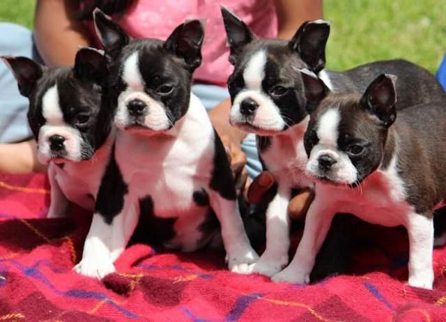 Boston Terrier Puppies For Sale Kansas City, MO 132620