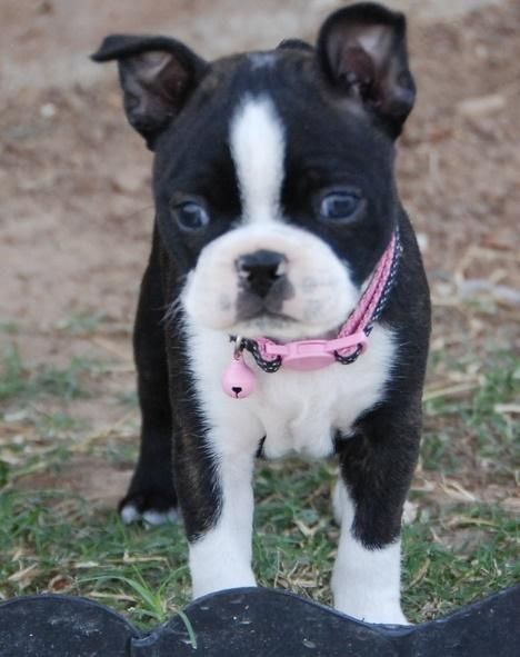 Boston Terrier Puppies For Sale | Houston, TX #156995