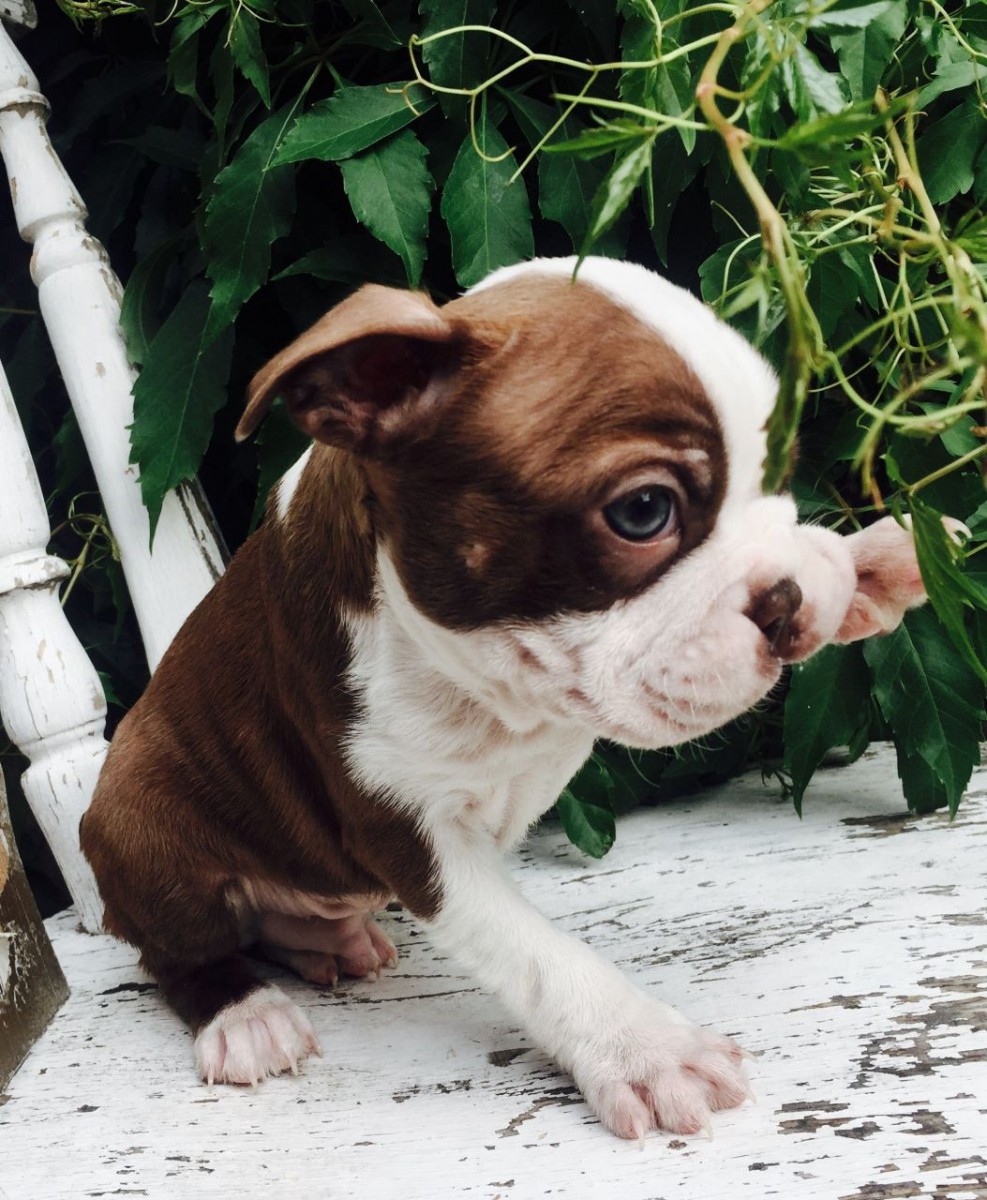 Boston Terrier Puppies For Sale Erie, PA 212291