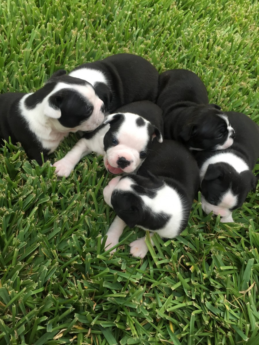 Boston Terrier Puppies For Sale Katy, TX 224134