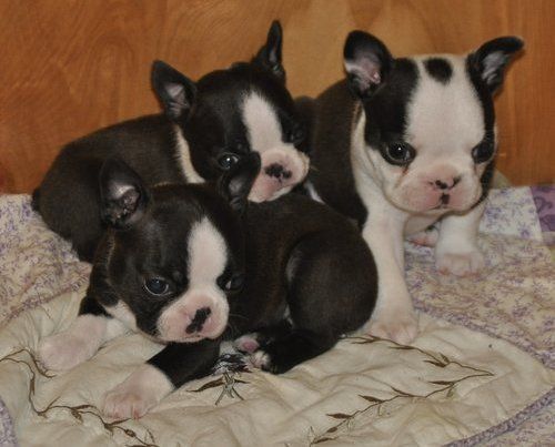 Boston Terrier Puppies For Sale | Dallas, TX #229004