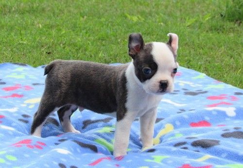 Boston Terrier Puppies For Sale Seattle, WA 246596