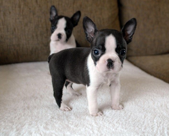 Boston Terrier Puppies For Sale Dayton, OH 247850