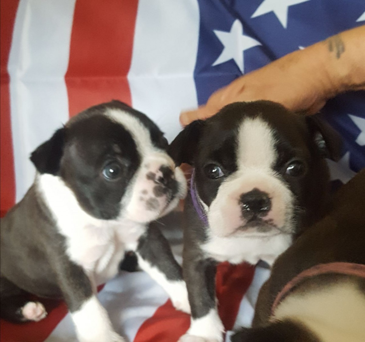 Boston Terrier Puppies For Sale County Road, CO 250660