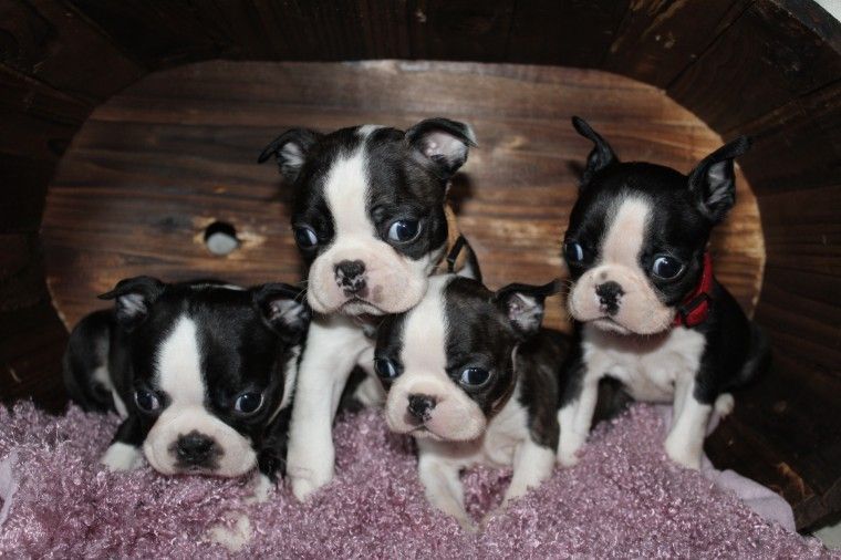 Boston Terrier Puppies For Sale Dallas, TX 254997