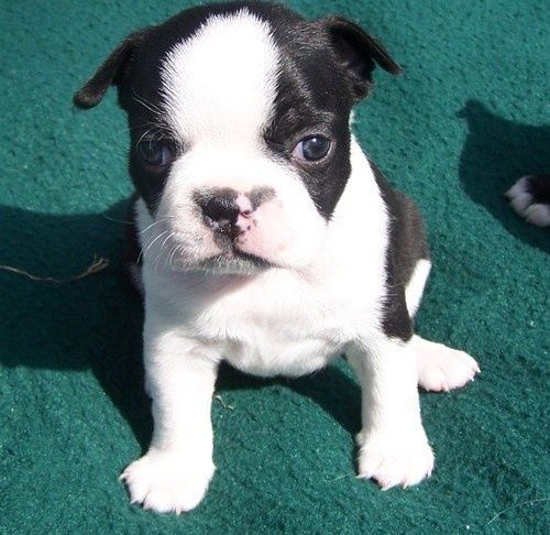 Boston Terrier Puppies For Sale Houston, TX 263957