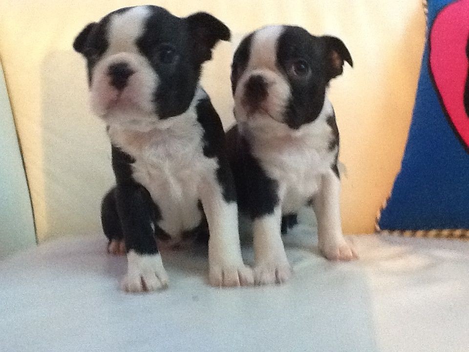 Boston Terrier Puppies For Sale Wisconsin Dells, WI 265857