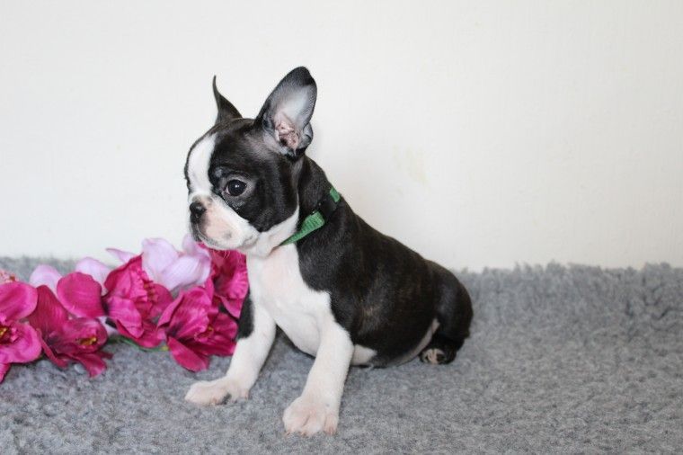 Boston Terrier Puppies For Sale Downtown, CO 278061