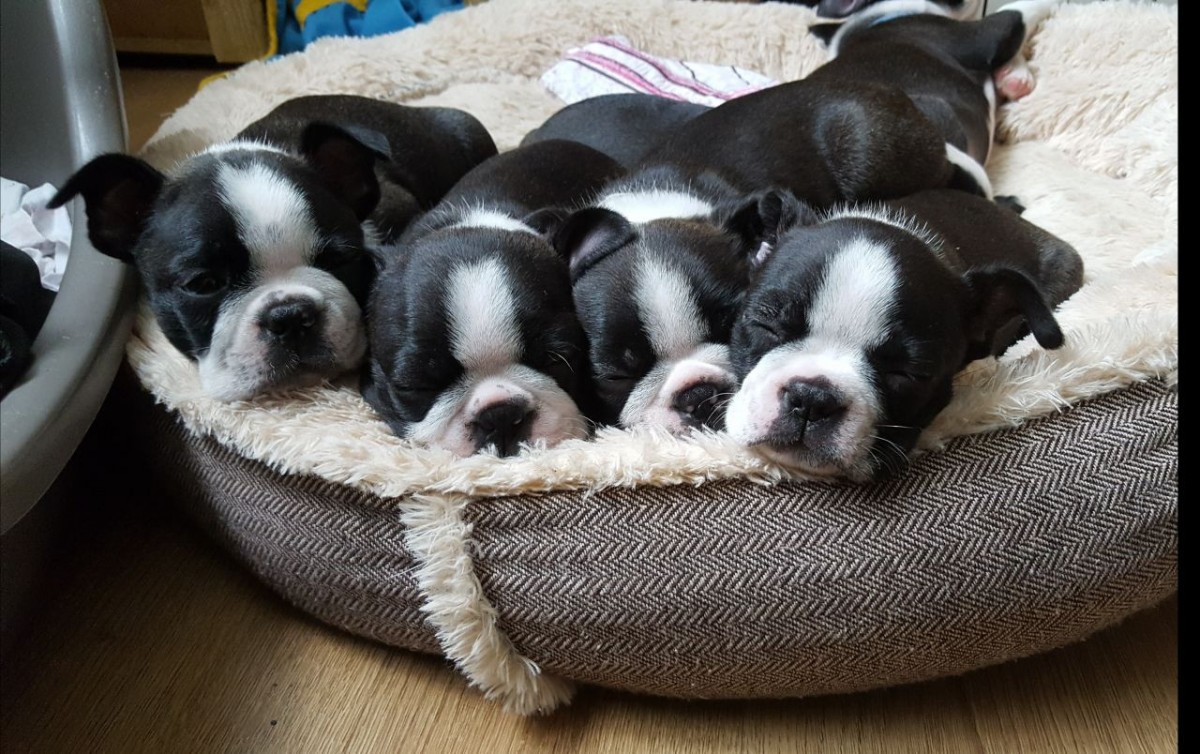 Boston Terrier Puppies For Sale Pittsburgh, PA 279005