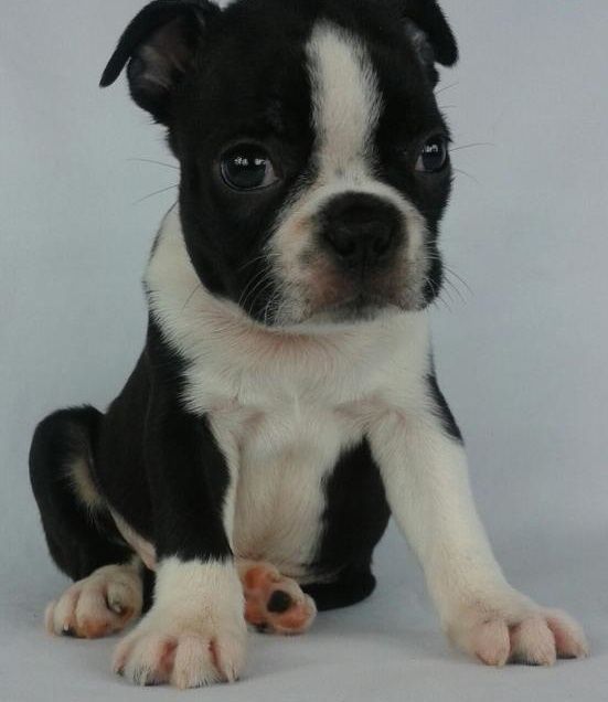 Page 2 Boston Terrier For Sale in Minnesota (35)