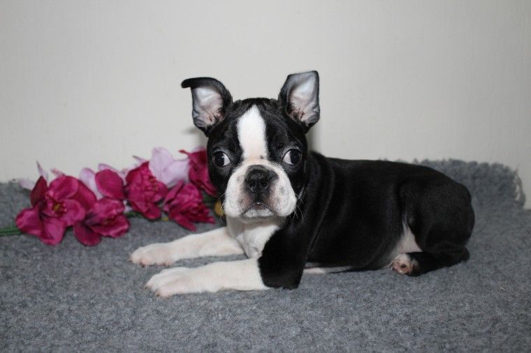 Boston Terrier Puppies For Sale Pittsburgh, PA 281351
