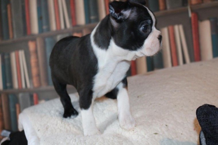 Boston Terrier Puppies For Sale South Carolina 9, SC 282597