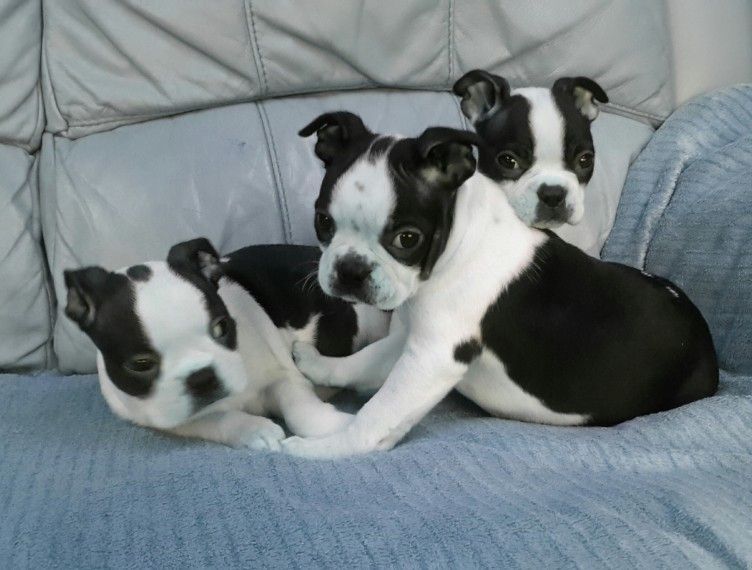 Boston Terrier Puppies For Sale Pittsburgh, PA 284841