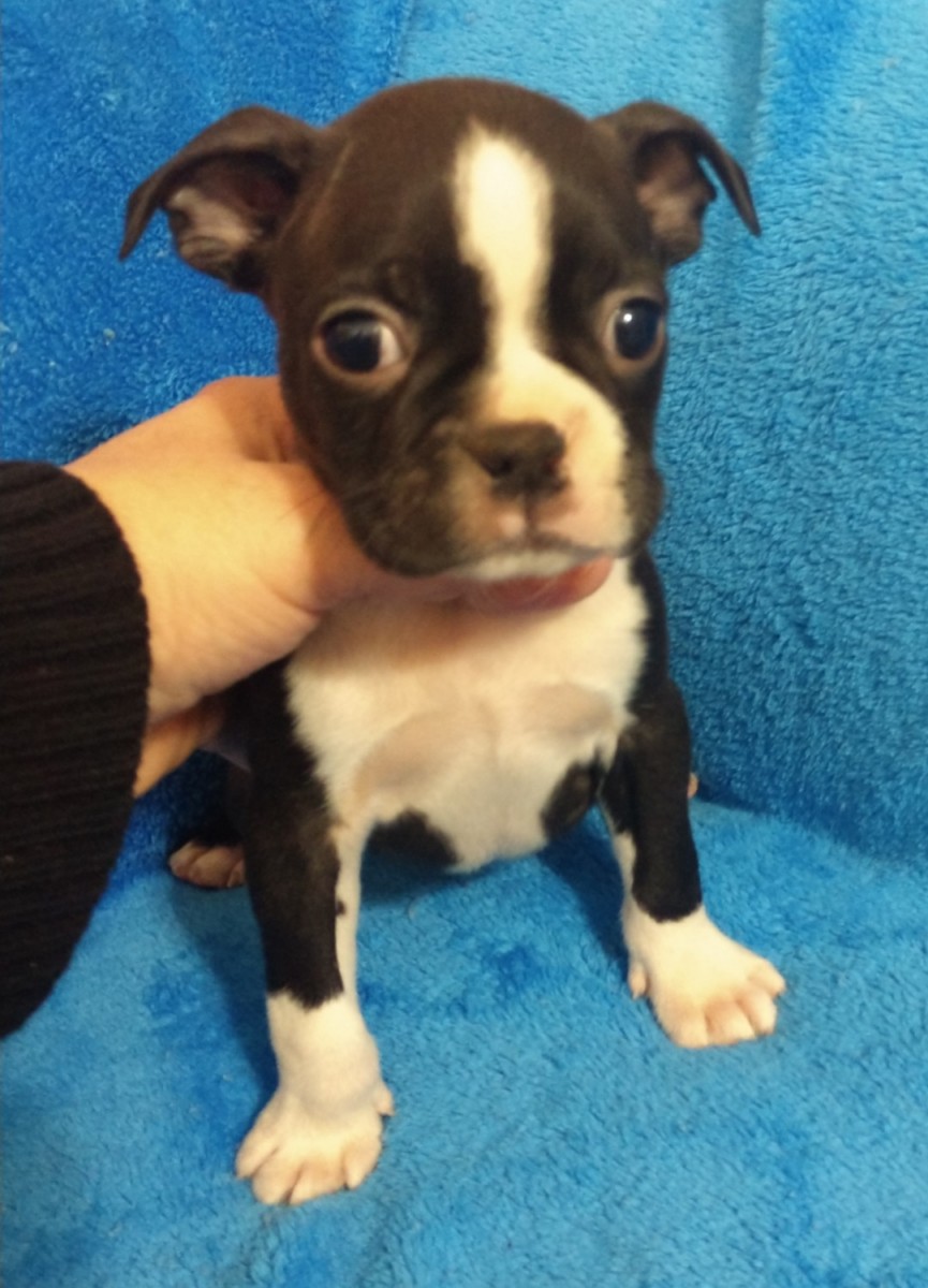 Boston Terrier Puppies For Sale Cleveland, NC 286377