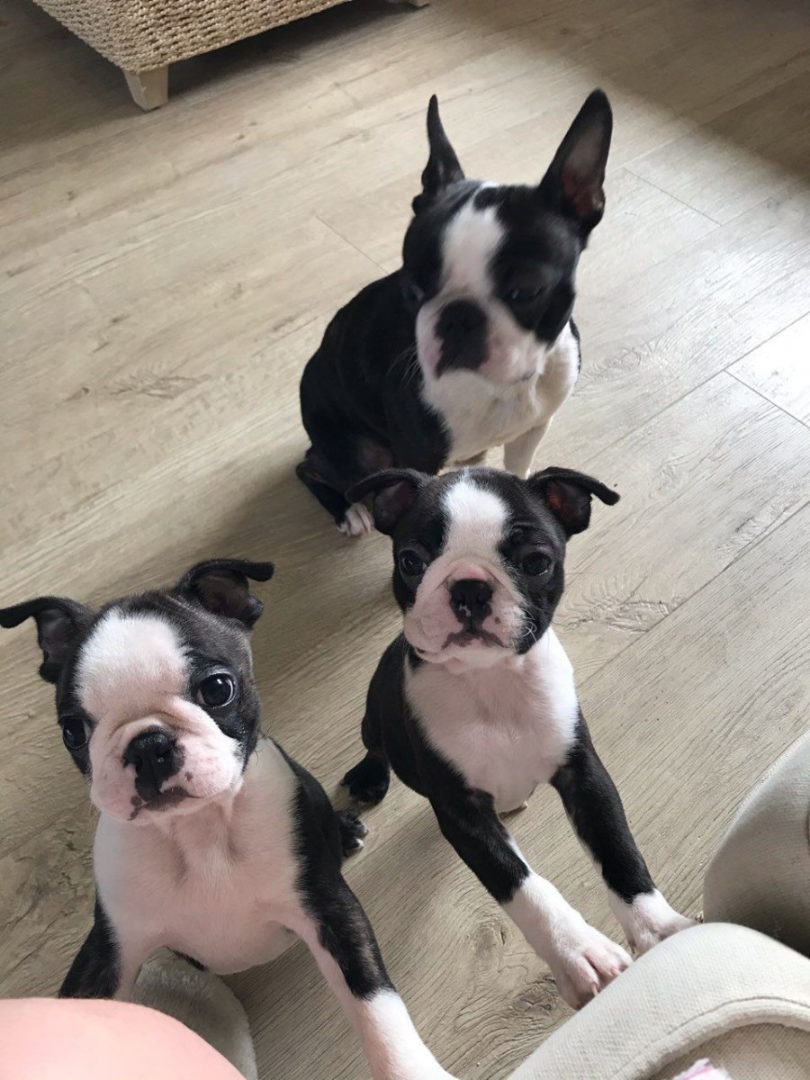 Boston Terrier Puppies For Sale Pittsburgh, PA 328143