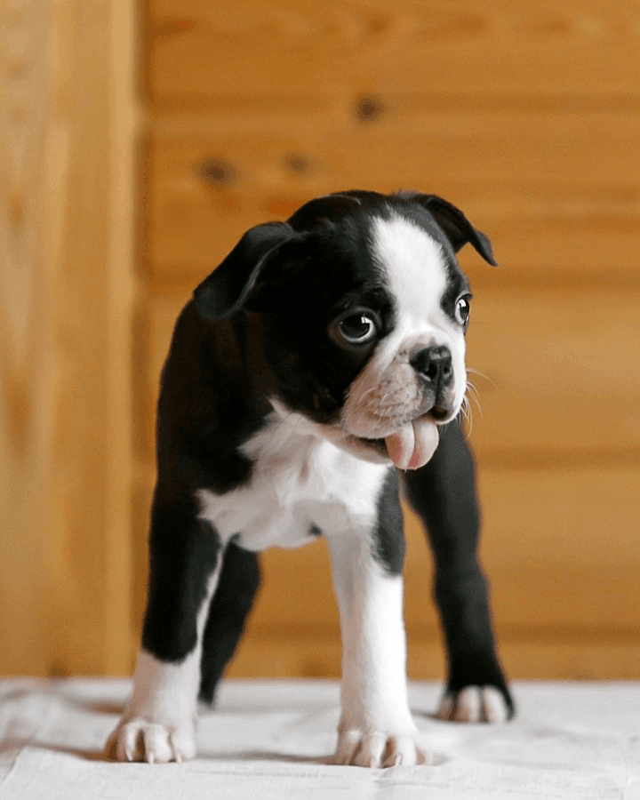 Boston Terrier For Sale in Kansas City (5) Petzlover