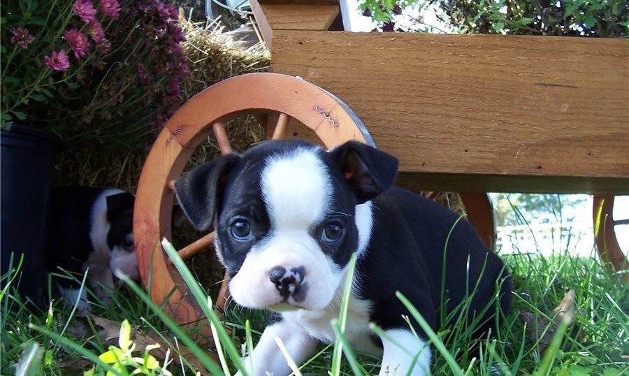 Boston Terrier Puppies For Sale Texarkana, TX 332702