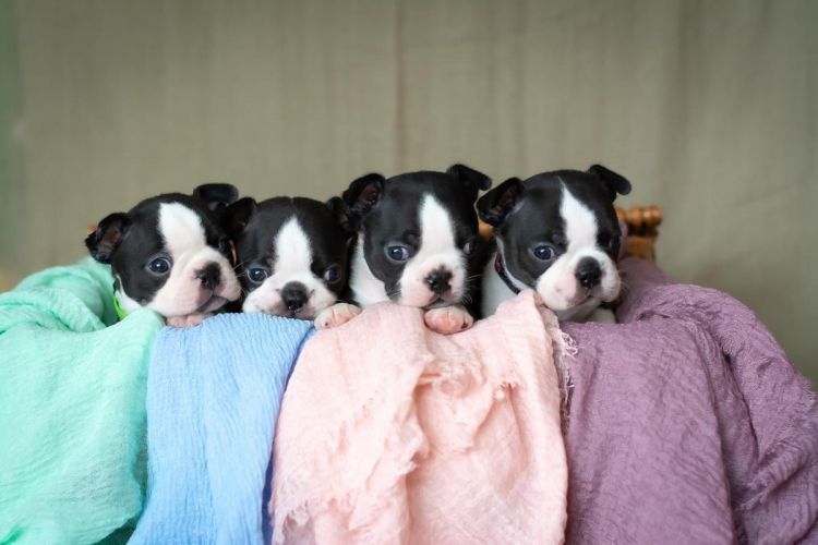 Boston Terrier Puppies For Sale Harrisburg, PA 332890