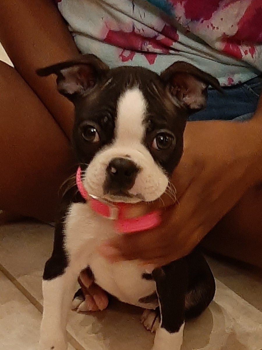 Boston Terrier Puppies For Sale | Clermont, FL #333416