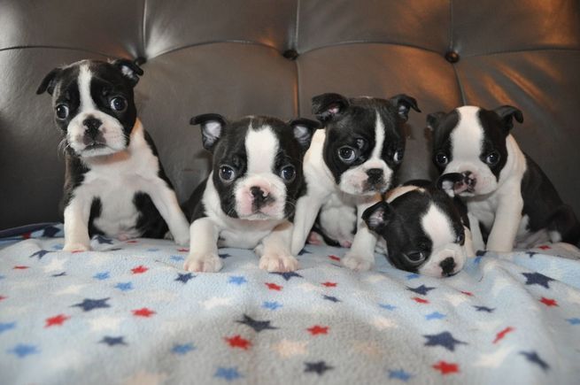 Boston Terrier Puppies For Sale Chicago, IL 333776