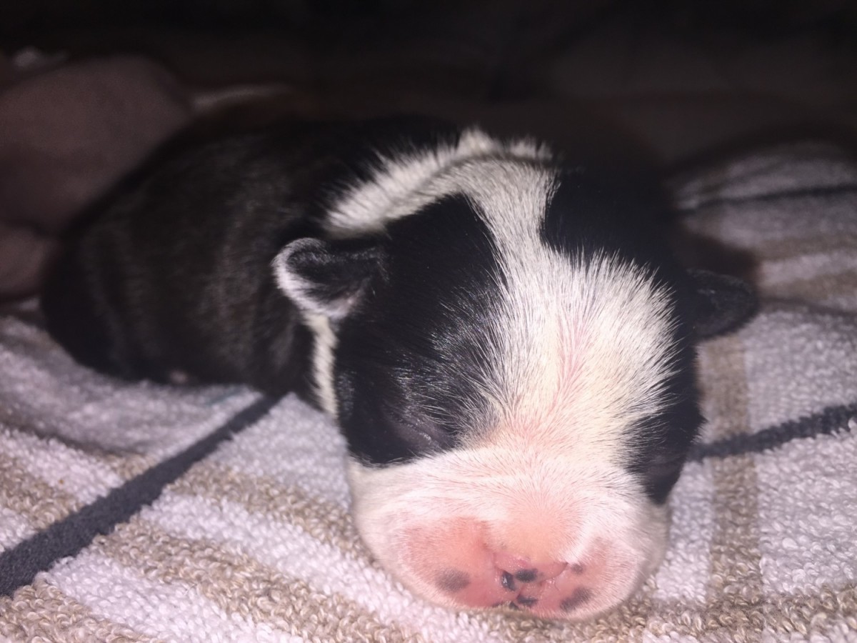Boston Terrier Puppies For Sale New Britain, CT 334852