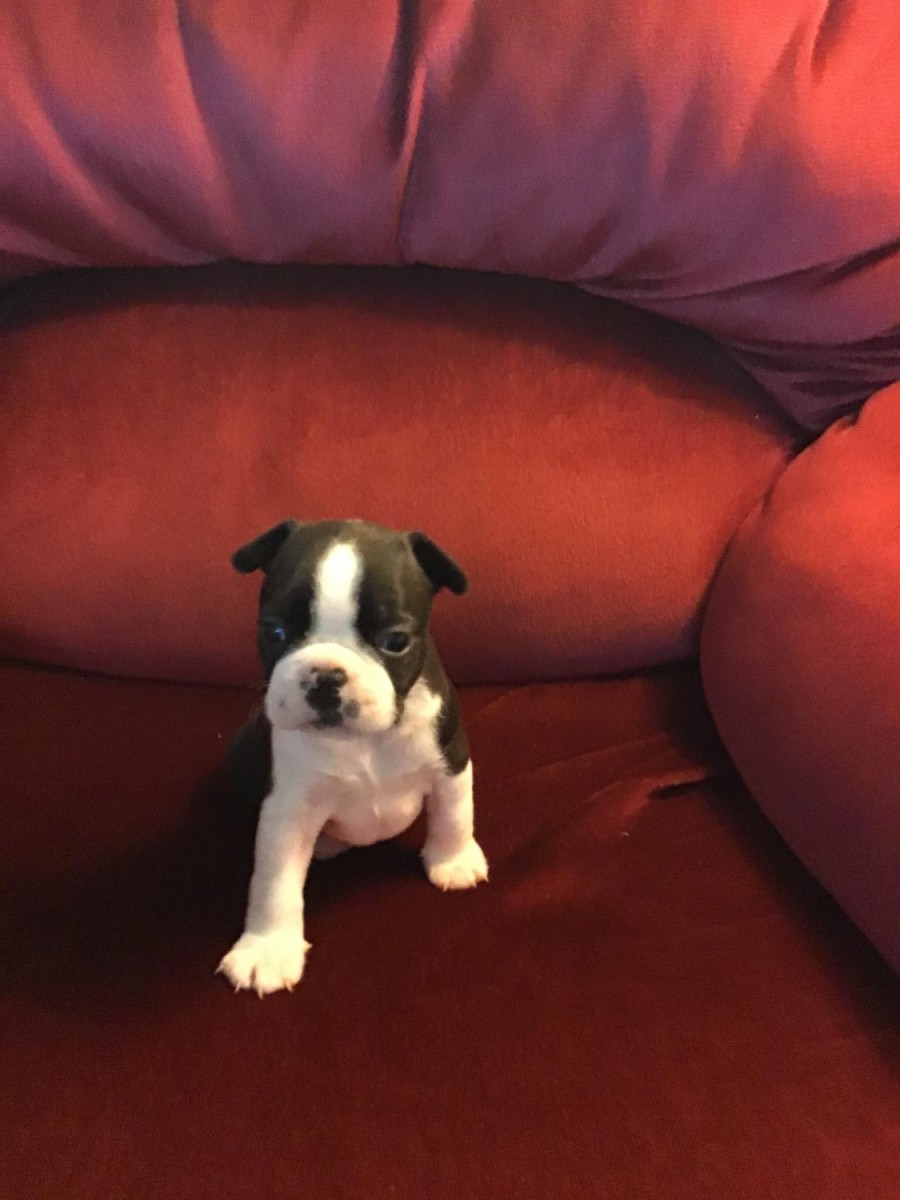 Boston Terrier For Sale in Lancaster County (9) Petzlover