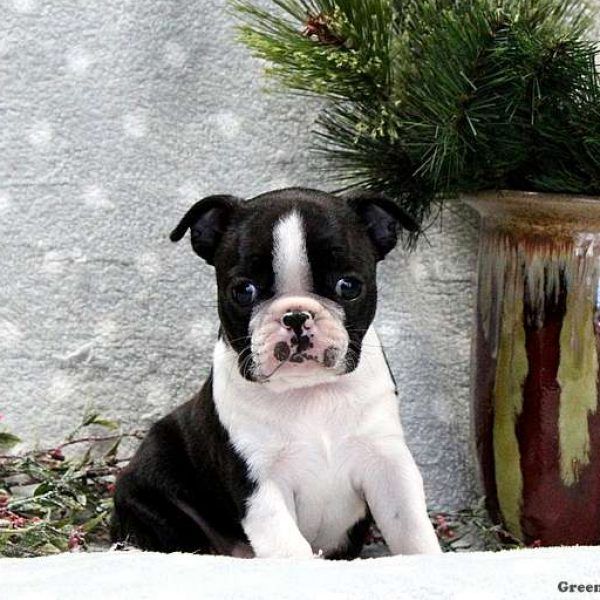 Boston Terrier For Sale in Wisconsin (27) Petzlover