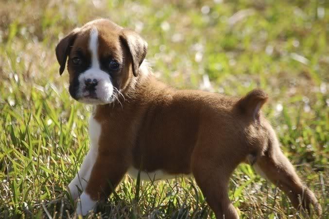 Boxer Puppies For Sale Springfield, IL 113238 Petzlover